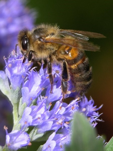 bee-flower